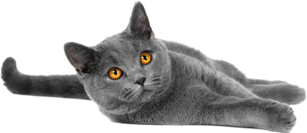 灰色猫猫PNG透明图片，高清动植物元素，动物设计素材下载