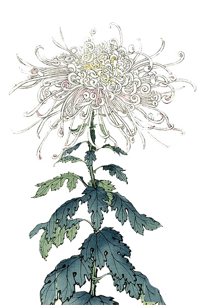 手绘花卉PNG透明图，节日元素精选，高清素材下载