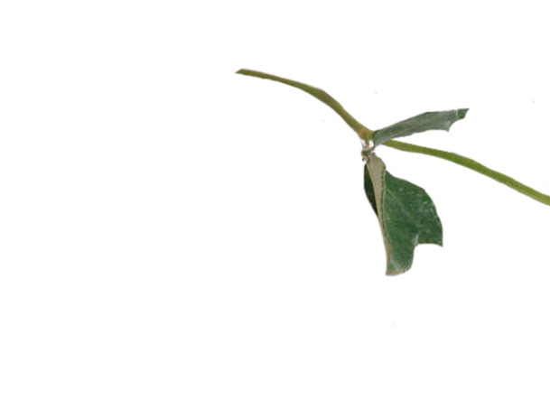 红色玫瑰花PNG透明图，高清实物元素，情人节节日素材，免费下载