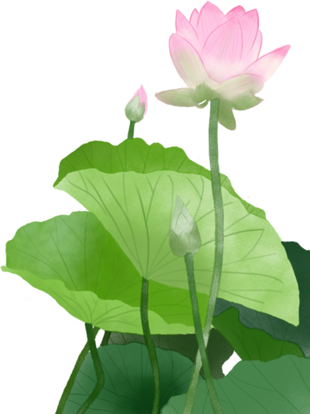 古风荷花手绘插画，高清PNG透明动植物元素，创意植物图片设计素材下载