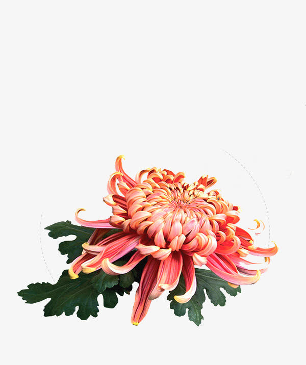 粉色菊花PNG透明图，高清动植物元素，植物设计素材下载
