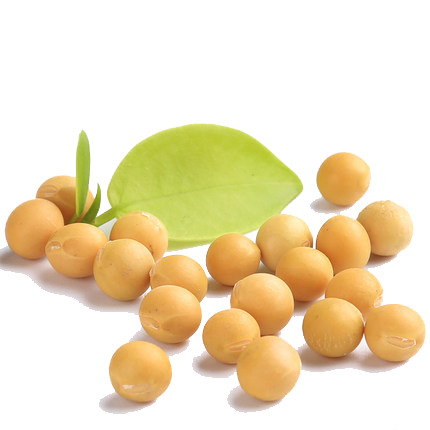 金色有机豆子PNG透明图，生活装饰元素，设计素材高清下载