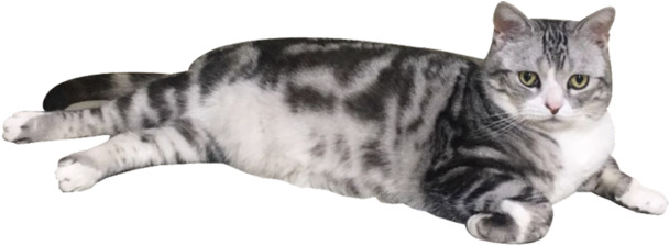 美短小猫PNG透明图片，可爱动植物元素，高清设计素材下载