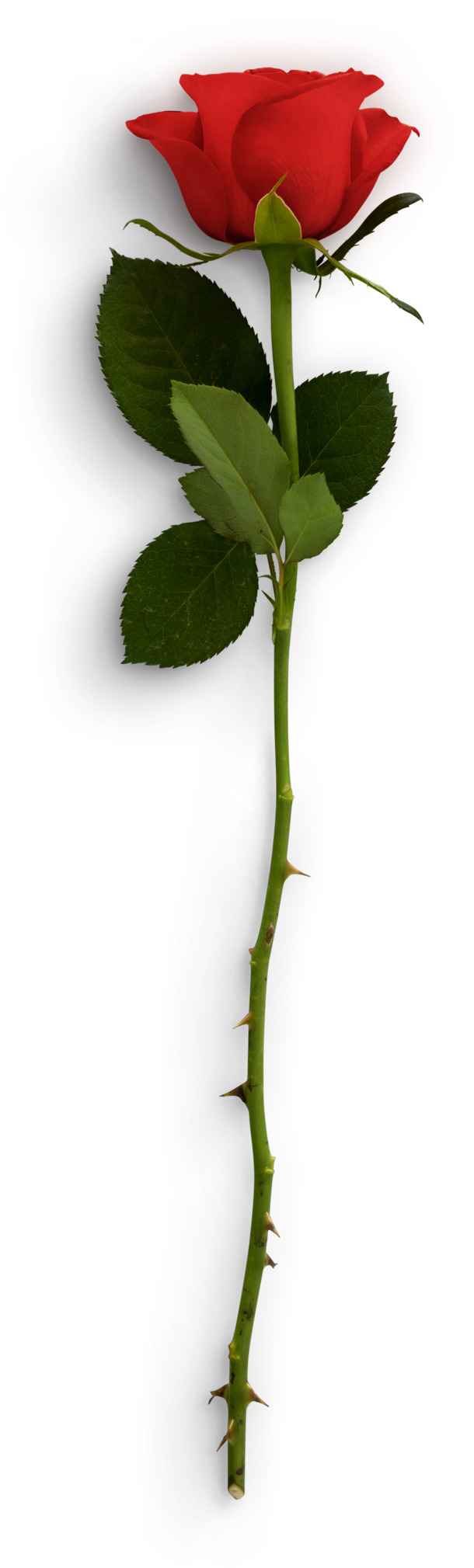 玫瑰花PNG透明图片，高清动植物元素，植物设计素材下载