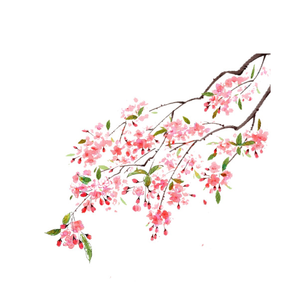 树枝装饰PNG透明图，高清漂浮花瓣元素，设计素材下载
