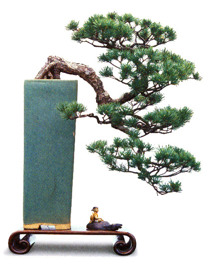 松树盆景PNG透明图，高清装饰元素，植物设计素材下载