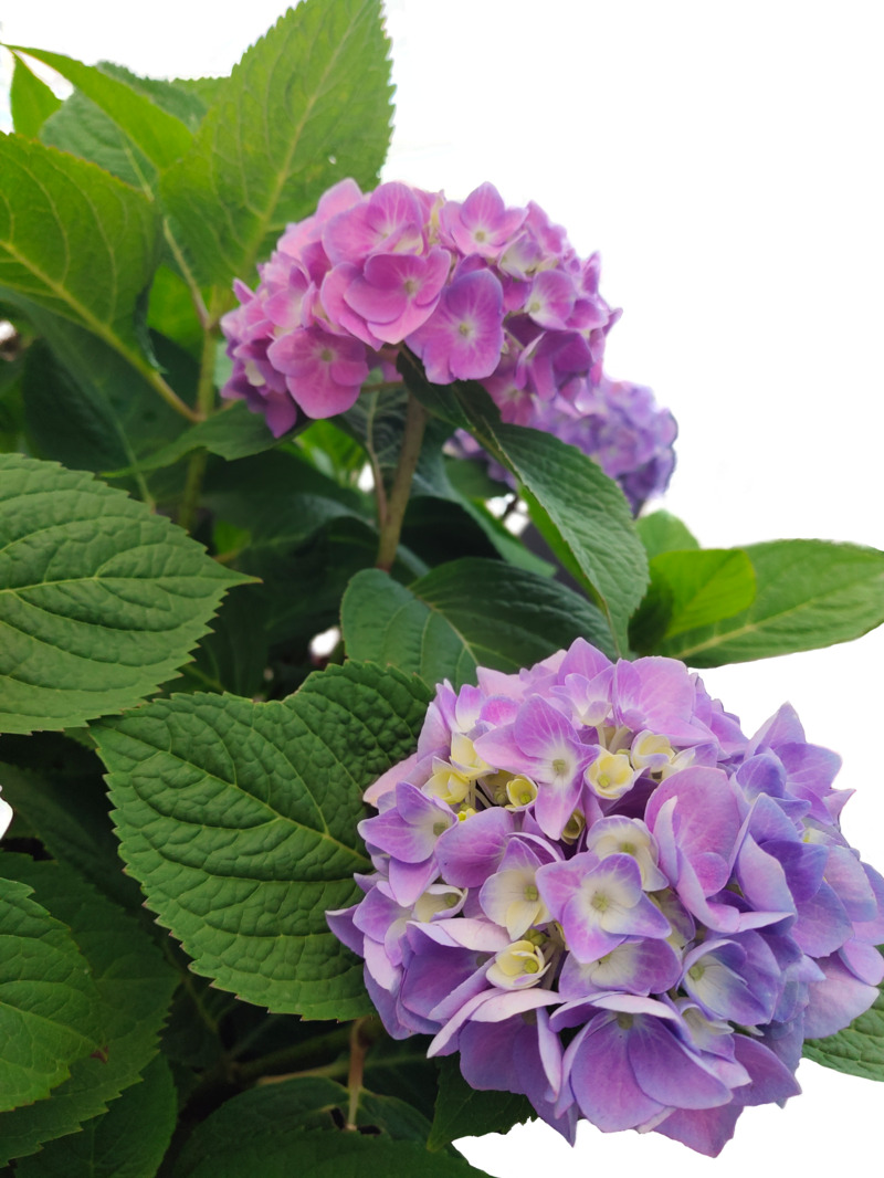 花绣球高清PNG素材，透明动植物元素，绿植PSD设计资源下载
