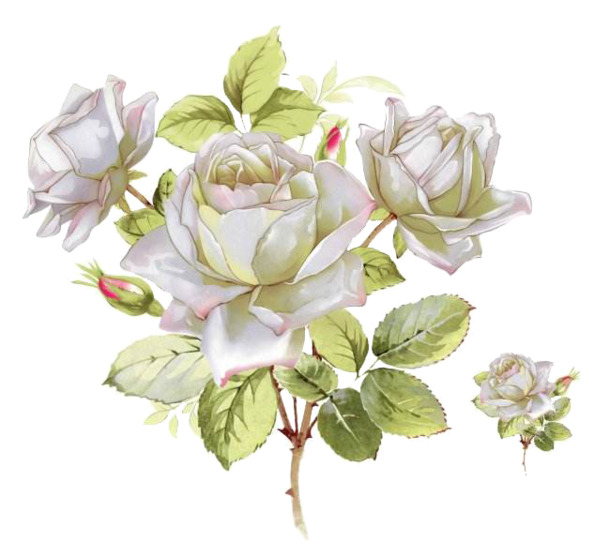玫瑰花手绘插画，高清PNG动植物元素图片，透明背景，设计素材免费下载