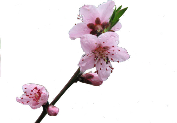 桃花盛开高清PNG透明素材，漂浮花瓣元素，免费下载设计图