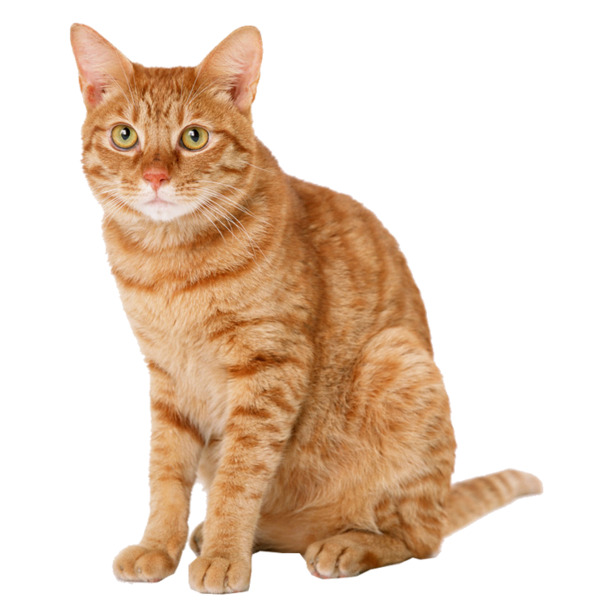 黄猫PNG素材，高清透明图片，动物设计元素，免费下载