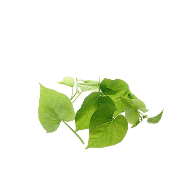 红薯叶PNG透明图，高清动植物元素，创意植物设计素材下载