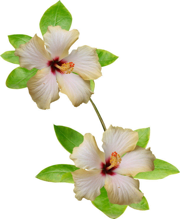 白色花朵高清PNG透明图片，漂浮花瓣元素，免费设计素材下载
