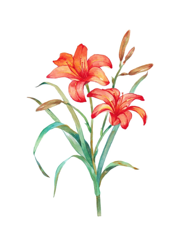 百合花PNG透明图，高清装饰元素，植物设计素材免费下载