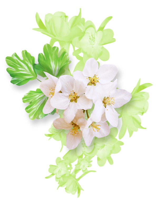 卡通白花绿卉背景PNG素材，高清透明花瓣漂浮元素，设计下载首选