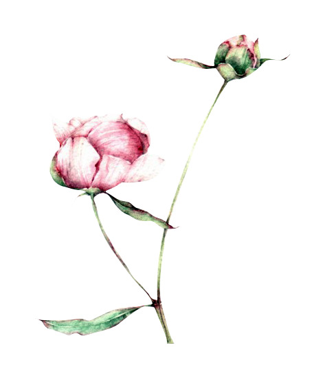 【毕潇吧专享】高清PNG透明素材，潇洒花瓣漂浮元素，免扣设计资源，一键下载！