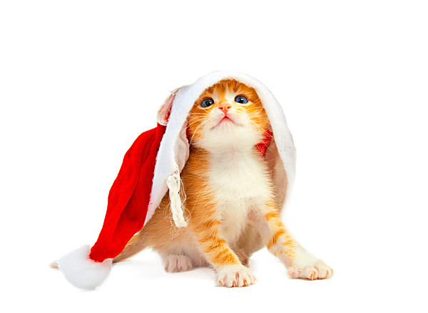圣诞小猫咪PNG透明图，高清节日素材，免费下载设计元素
