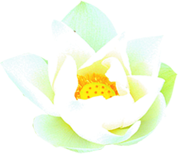 端午节清新PNG，白色淡雅花朵节日素材，高清透明图片下载