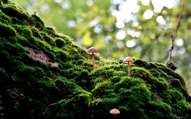 青苔蘑菇高清PNG，透明背景设计素材，风景元素一网打尽！