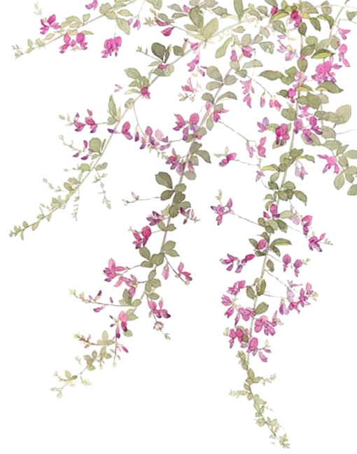 花簇绽放树枝PNG透明图，高清花瓣漂浮元素，设计素材免费下载