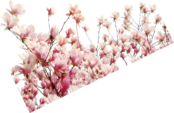 梅花粉色花瓣淘宝素材，高清PNG透明图片，漂浮元素设计素材下载