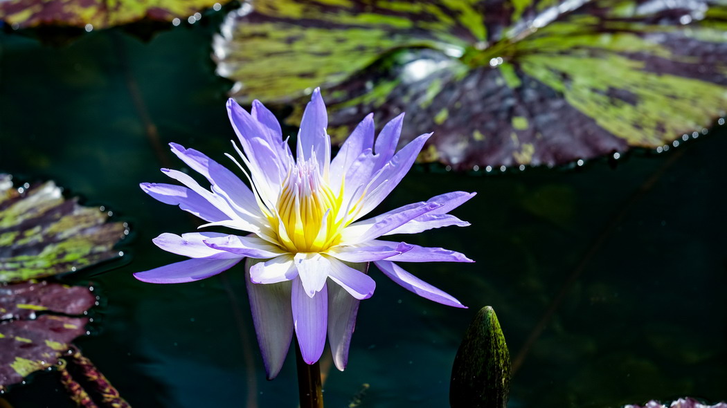 蓝莲花池塘美景，4K高清壁纸，3840x2160超清画质，花瓣绽放细节尽在眼前