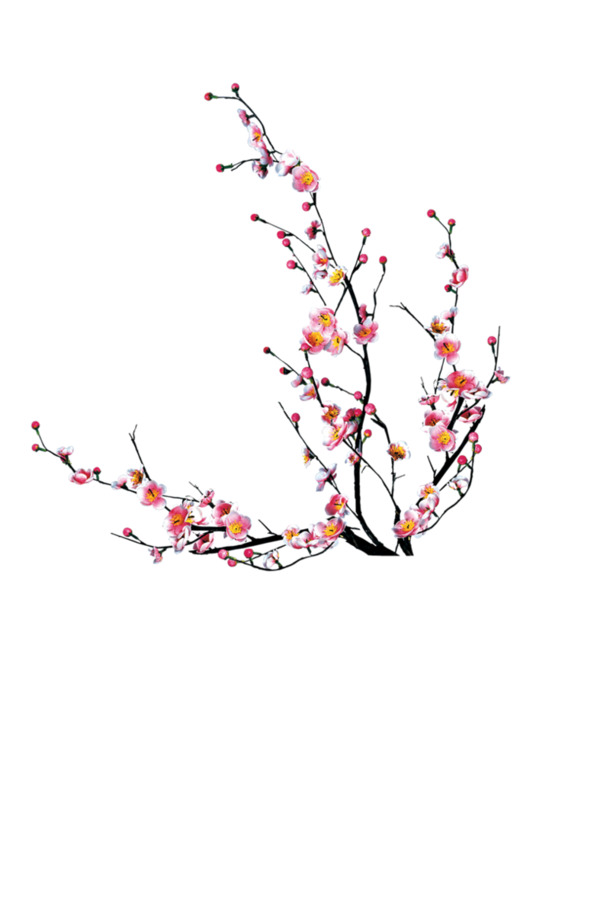 梅花花枝高清PNG，透明装饰元素与植物图片设计素材免费下载