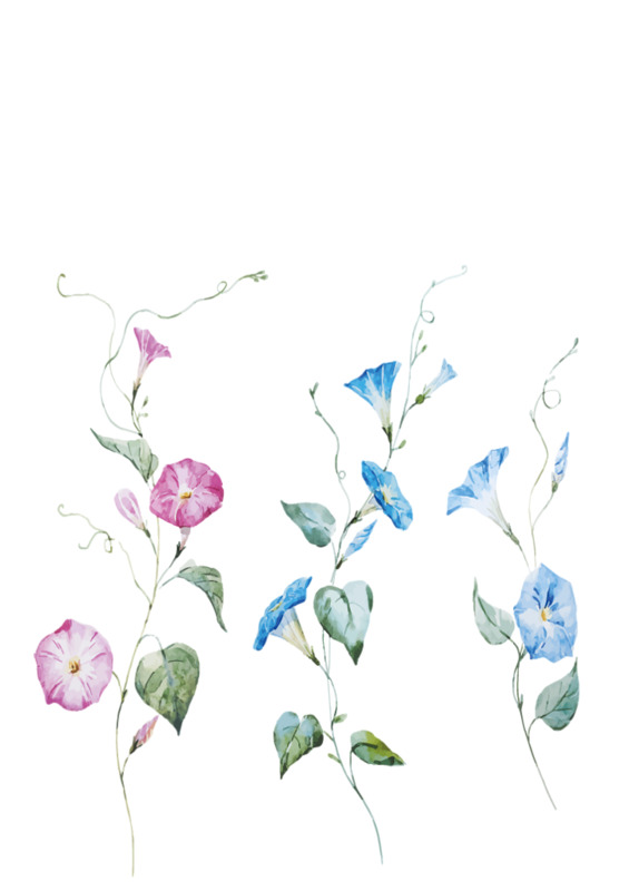 手绘喇叭花PNG透明图，高清装饰花纹，设计素材免费下载
