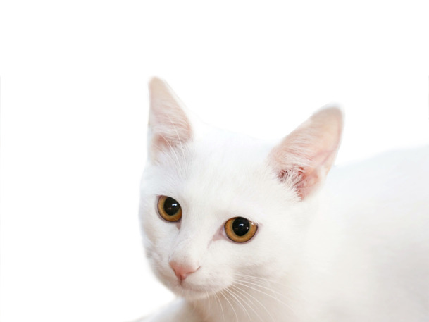 【高清PNG】白色小猫透明图片，动植物元素丰富，PSD格式设计素材免费下载