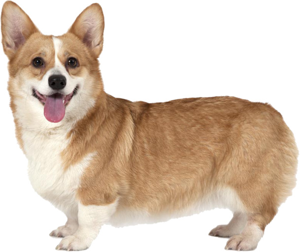 柯基犬高清PNG透明图片素材，免费下载宠物免扣元素PSD设计包