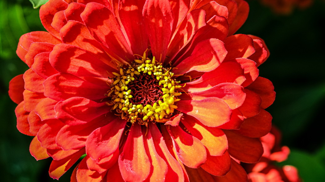 百日草红瓣绽放，花粉飘洒，宏观阴影渲染，4K超清壁纸，3840x2160高清下载