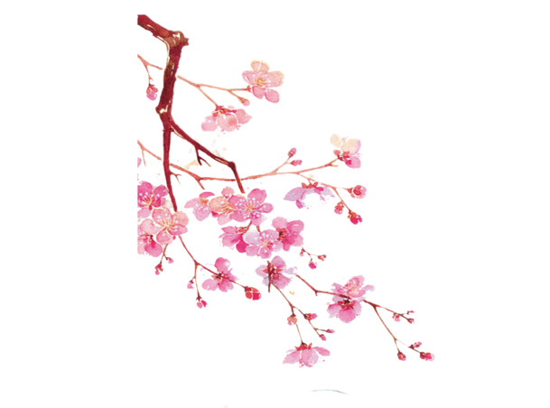 梅花元素PNG透明图，高清动植物植物图片设计素材，免费下载