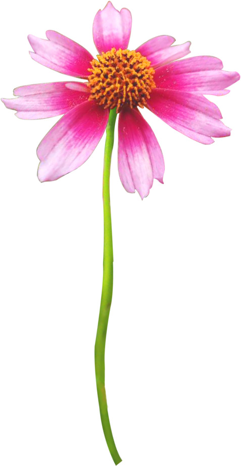 花花世界，高清PNG透明鲜花植物图片，生命之美花瓣设计素材下载