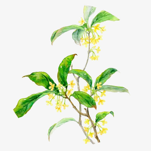 桂花枝PNG透明图，高清装饰元素，设计素材下载