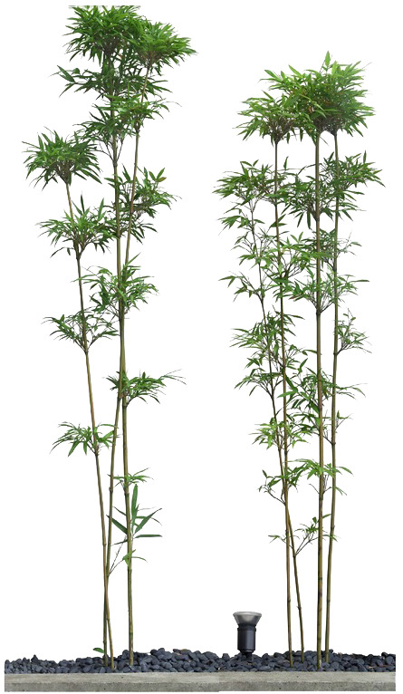 竹子图片素材，高清PNG透明装饰元素，免费下载植物设计素材