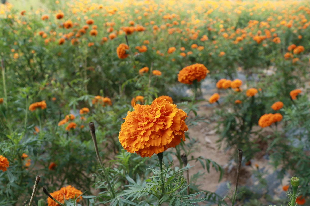 万寿菊盛放，绝美花海4K风景壁纸，高清大图4000x2667，免费下载