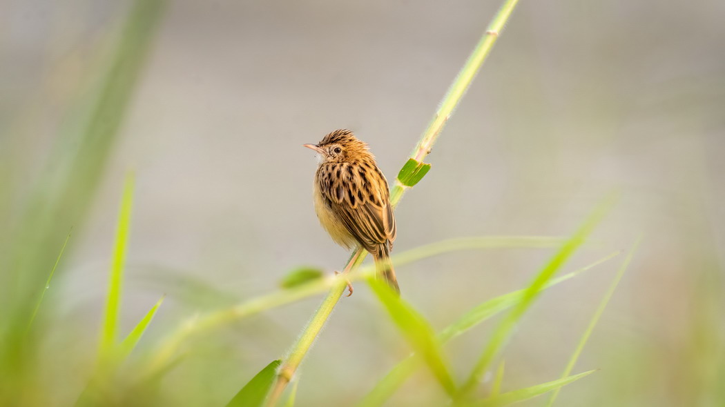 Zitting Cisticola 鸟类草丛朦胧美，超高清4K壁纸，3840x2160分辨率，动物图片精选下载