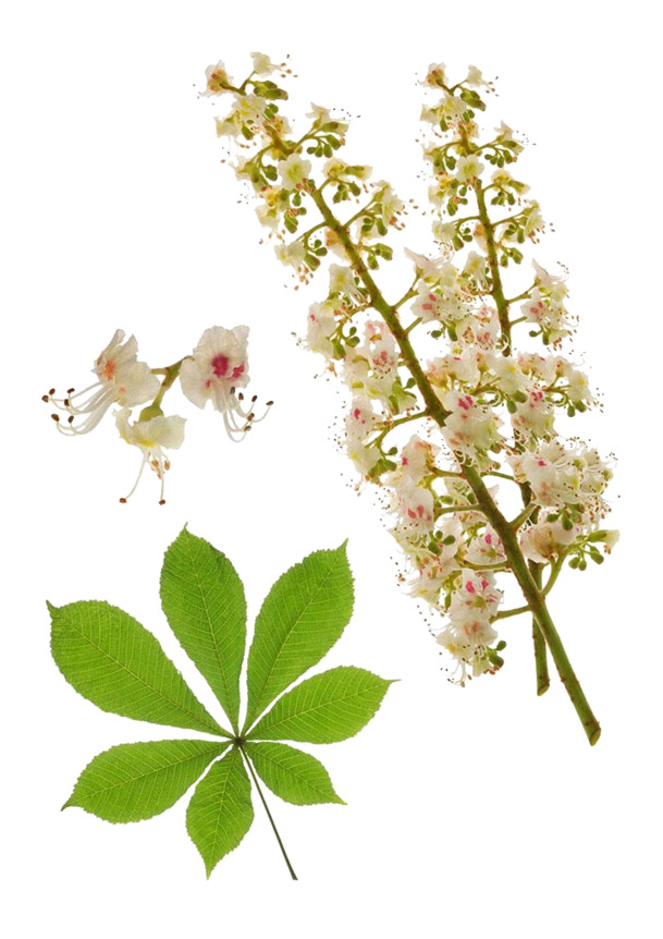 七叶树叶子与花高清PNG透明图片，动植物元素植物设计素材下载