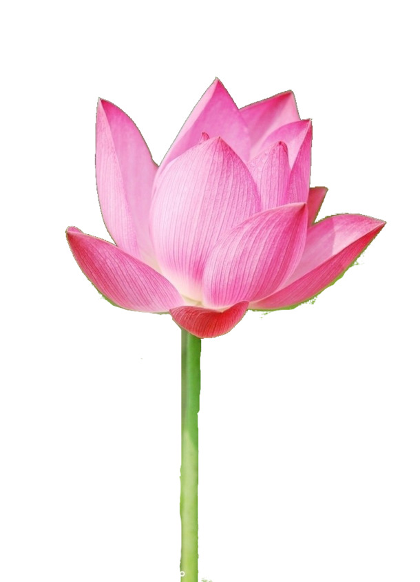 荷花PNG素材，高清透明花瓣漂浮元素，设计必备下载