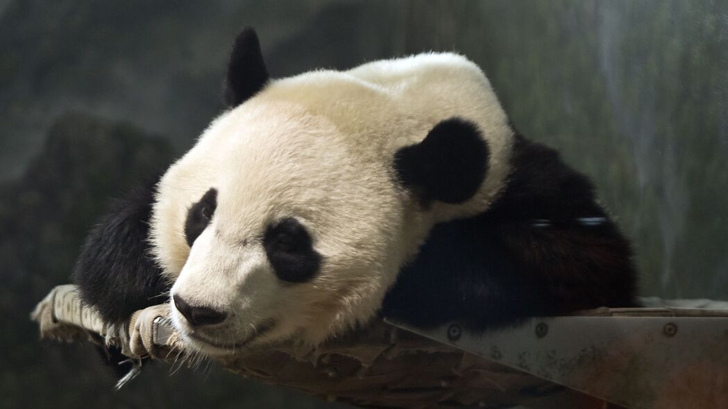 熊猫萌宠4K超清壁纸，可爱动物3840x2160高清下载