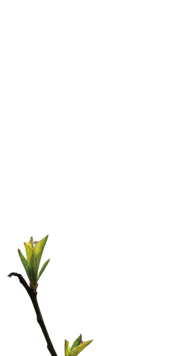 粉色桃花春景PNG透明图，高清装饰元素，植物设计素材下载