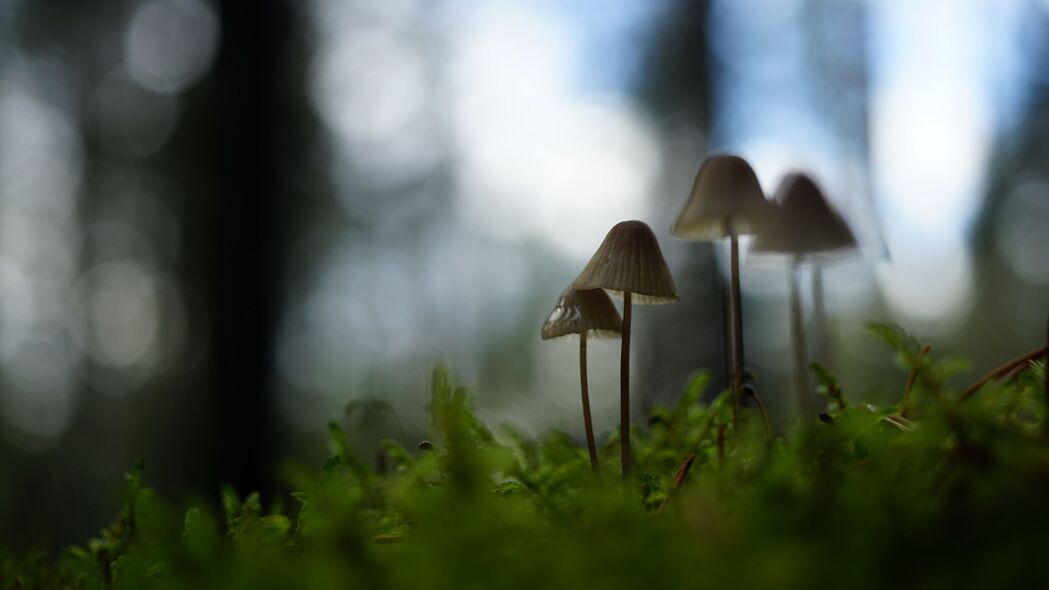 自然之美，高清4K模糊草地蘑菇壁纸，3840x2160超清下载
