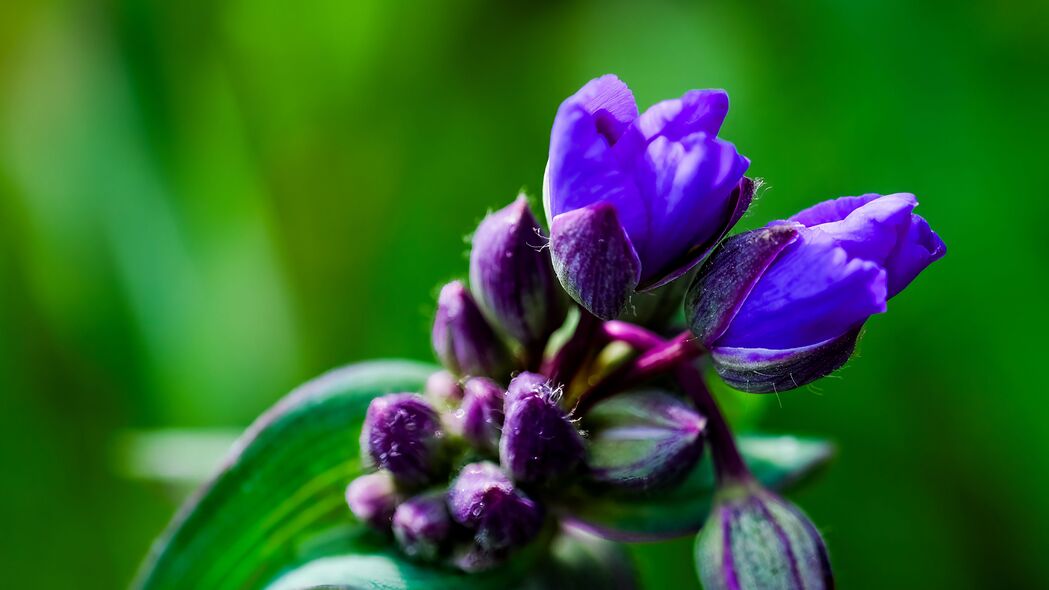 Tradescantia花芽绽放，高清4K壁纸，宏观之美，3840x2160分辨率下载