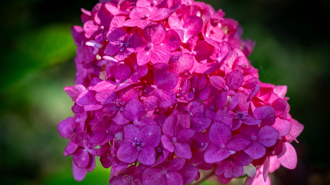 绣球花绽放之美，粉色花瓣花序4K超清壁纸，3840x2160高清背景图片免费下载