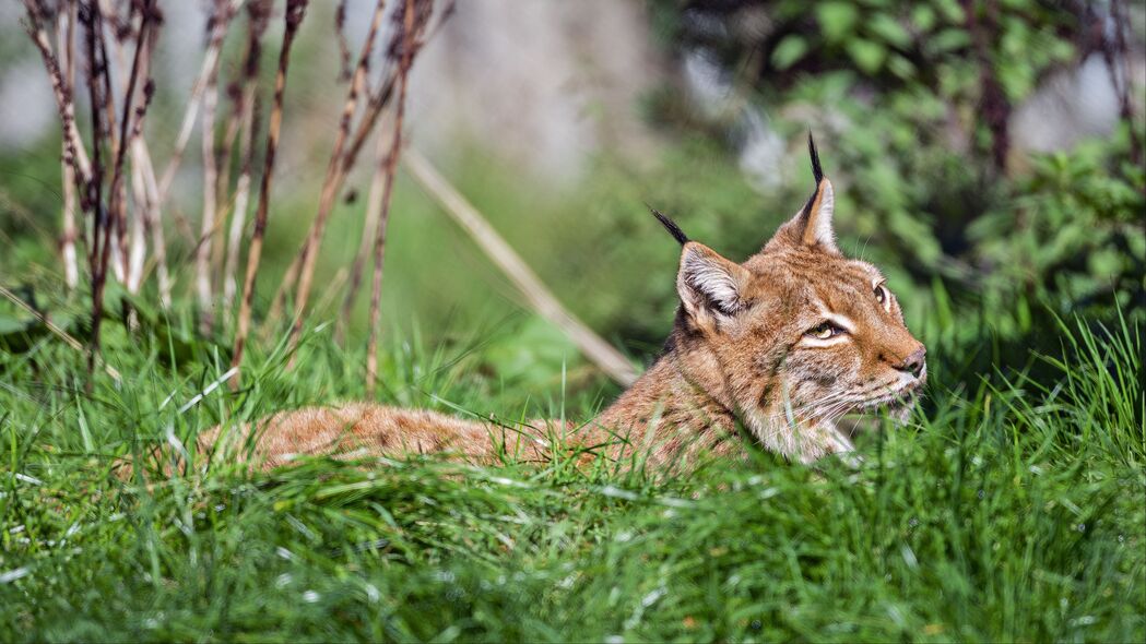 山猫大猫野性之美，超清4K模糊草原野兽壁纸，3840x2160高清下载