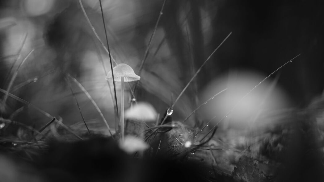 蘑菇草滴水宏黑白4K壁纸，高清3840x2160背景图片下载