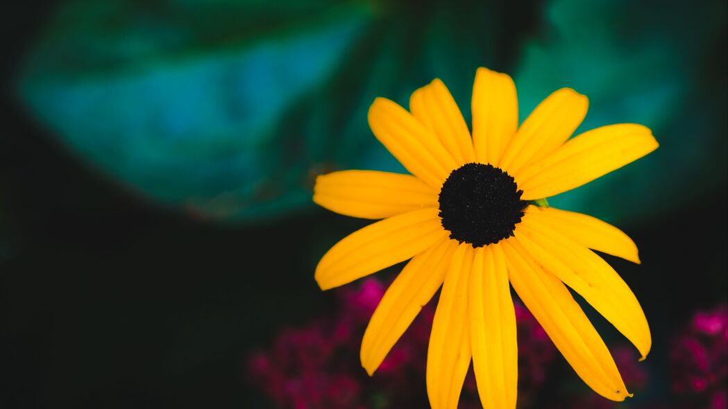 Rudbeckia花高清壁纸，黄色花瓣模糊之美，4K宏观视角，3840x2160超高清下载