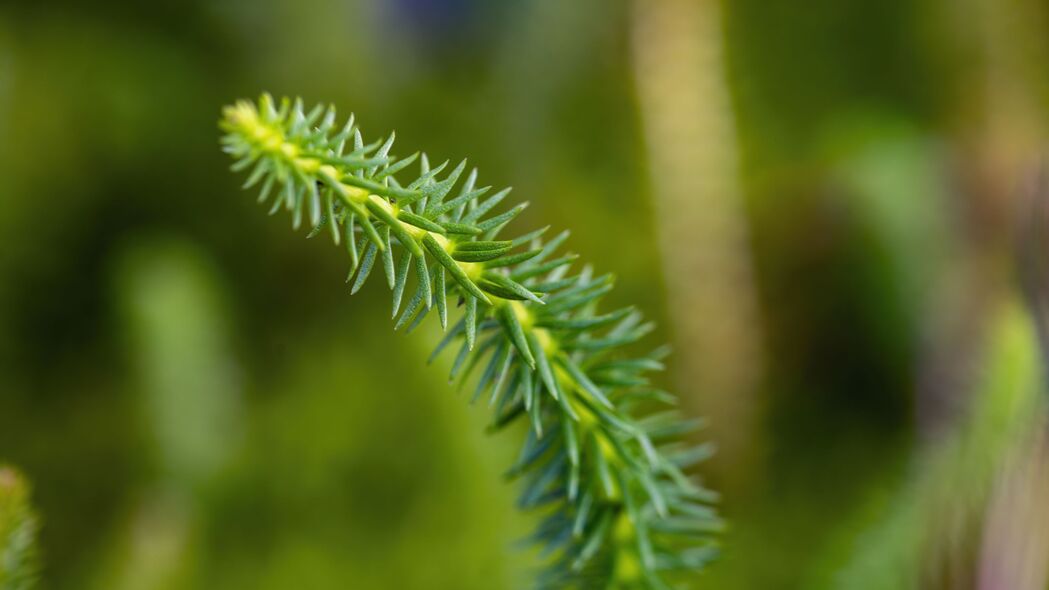 绿色番茄针状植物模糊宏观美景，超清4K壁纸3840x2160高清下载