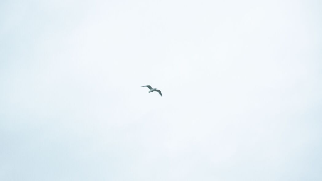 极简飞行之美，4K高清壁纸，鸟翔天空，3840x2160极致画质下载