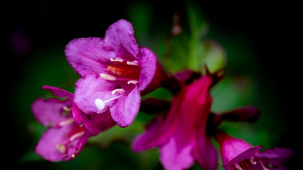 【绝美】Weigela花瓣绽放，细腻花粉飘洒，超清4K壁纸，高清3840x2160背景图片，免费下载