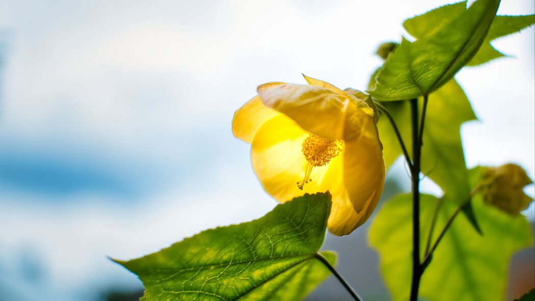 宏观视角下的黄色菊花花瓣，绝美4K高清壁纸，3840x2160分辨率，一键下载